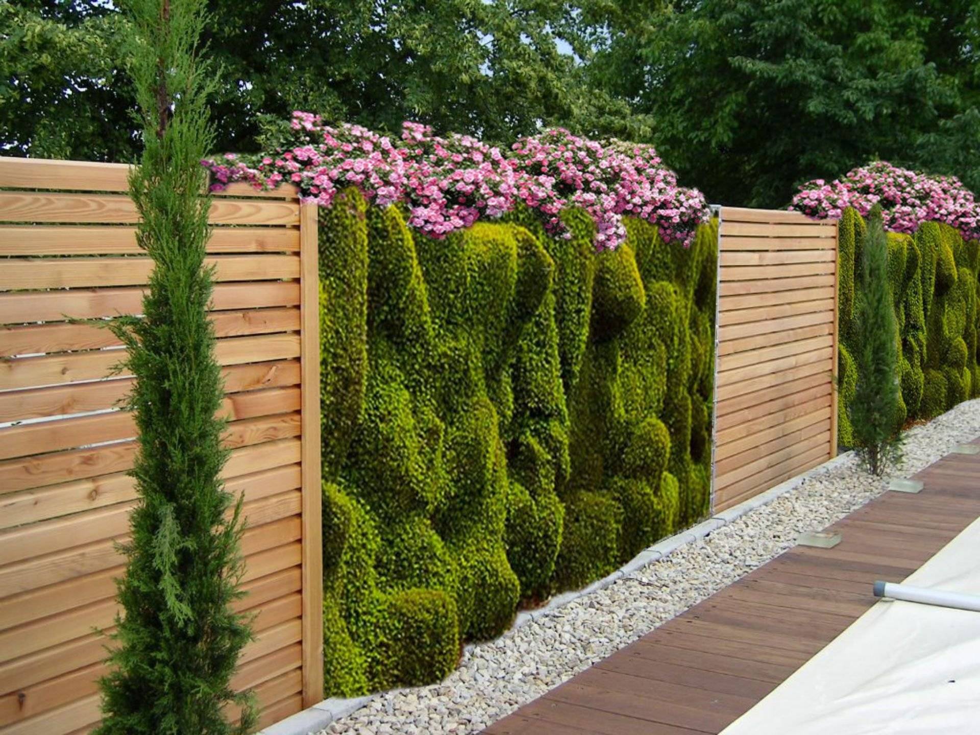 Живая изгородь – декоративный зеленый забор для дачи и сада