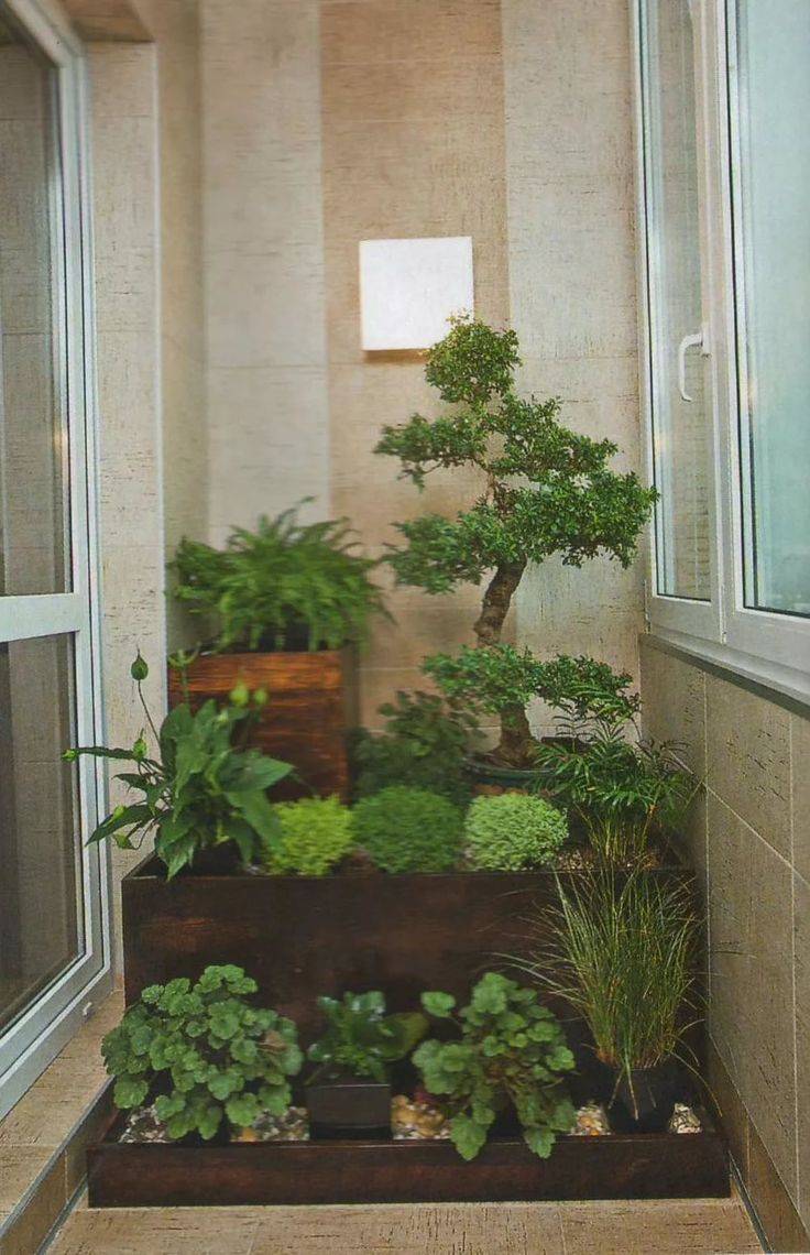 Сад на балконе — тропики в условиях города (29 фото)