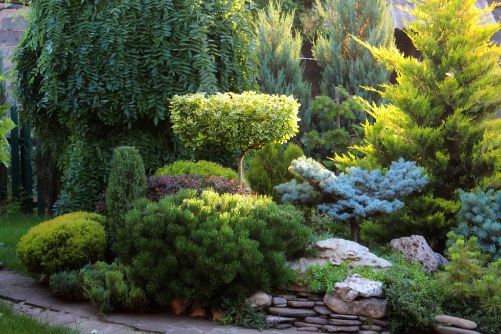 Хвойные растения в ландшафтном дизайне: вечнозеленый сад из хвойников (30 фото) - decorwind