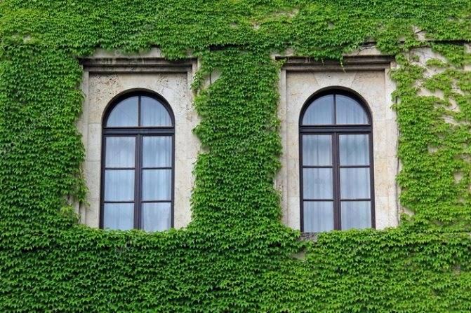 Арочные окна: размеры, в том числе, большие, виды, в частных и .