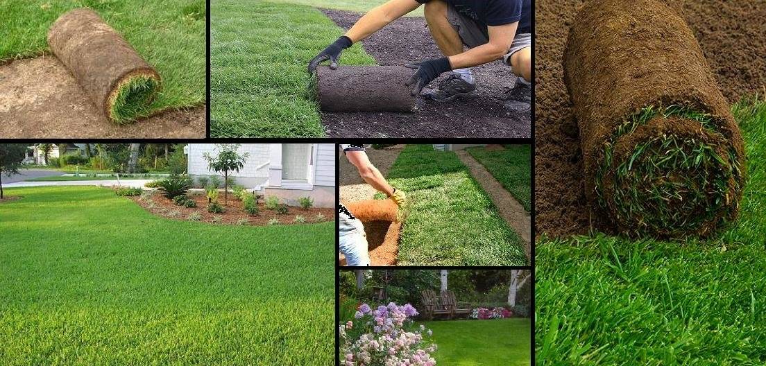 Как правильно посеять газонную траву