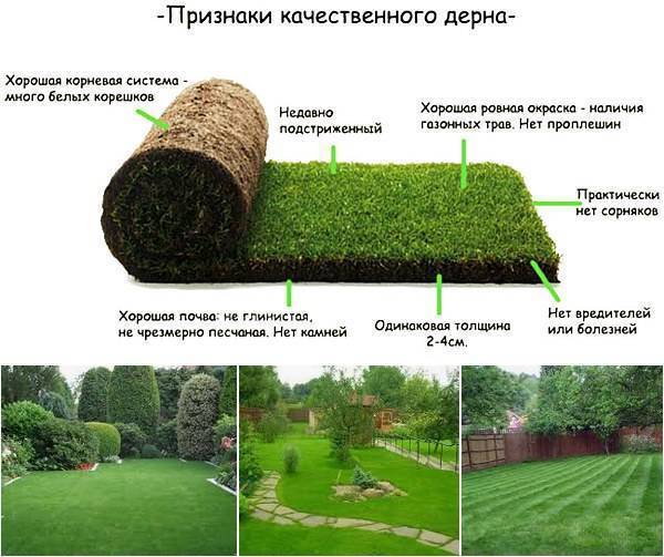 Как сделать газон своими руками: пошаговая инструкция + советы