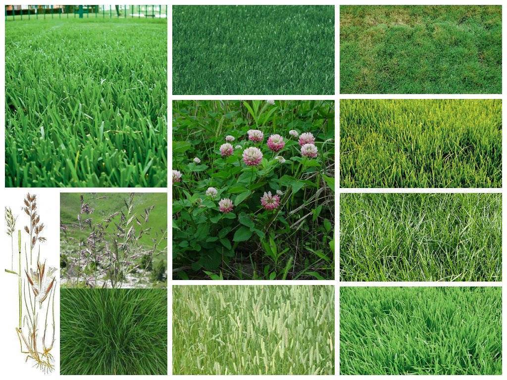 Какой газон лучше посадить на даче: описание разновидностей газонов и трав